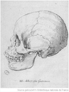 Johann Friedrich Blumenbach - Schädel der Decas Craniorum: Äthiopier