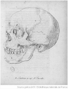 Johann Friedrich Blumenbach - Schädel der Decas Craniorum: Amerikaner