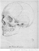 Johann Friedrich Blumenbach - Schädel der Decas Craniorum: Europäer